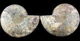 Cut & Polished Ammonite Fossil - Agatized #43638-1